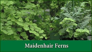 How to Grow Maidenhair Fern Varieties as House Plants  Indoors [upl. by Markson667]