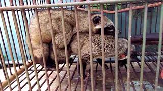 civet matting  matting habits of the mongoose  Breeds [upl. by Karie]