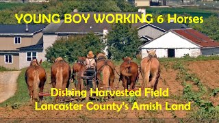 OLD ORDER AMISH Disking Tobacco Field With HORSE TEAM Cover Crop Prep in Lancaster County PA [upl. by Rafael]