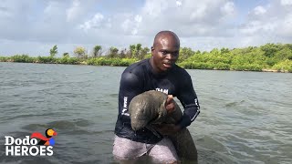 Guy Keeps Saving Baby Manatees  The Dodo Heroes [upl. by Aicetel7]