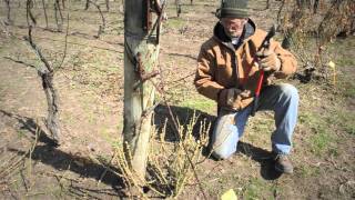 Pruning Your Modern Palatine Roses [upl. by Cinelli511]