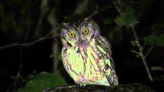 Tecolote Occidental Megascops kennicottii Western screech owl Monte Mojino Sonora [upl. by Mansoor]