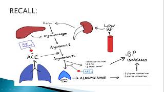 Pharmacology 2nd Year Captopril by Amina Arshad 12042021 BZIHS Multan [upl. by Finlay130]