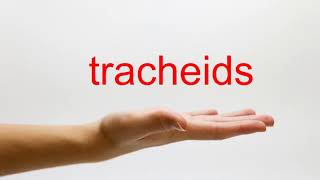 How to Pronounce tracheids  American English [upl. by February]