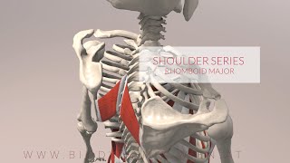 Rhomboid Major Shoulder Series Part 2 3D Animation [upl. by Atidnan112]