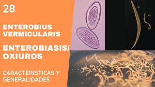 Enterobius Vermicularis 28  OXIUROS  NEMATODOS [upl. by Gustin]