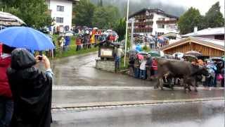 Viehscheid Kleinwalsertal 2012  Kanzelwand [upl. by Secundas]