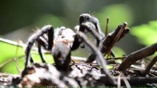 Texas Brown Tarantula [upl. by Assilav592]