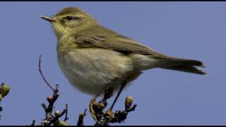 Willow Warbler Bird call Bird song [upl. by Oramlub]