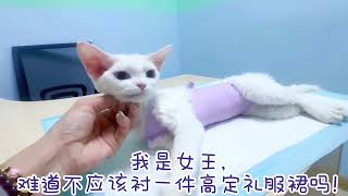 又是绝育现场骂骂咧咧的一天德文卷毛猫 sinemeow德文卷毛猫 [upl. by Pauwles]