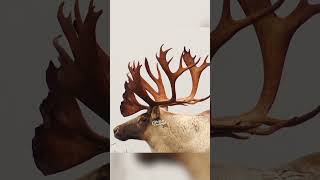 Giant Woodland Caribou Hunt animals hunting hoyt eastonarchery G5Broadhead [upl. by Kerstin]