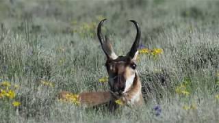 Pronghorn antelope and Steens Mtn [upl. by Roath]