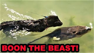 Boon the Greatest Muskrat Hunter of Them All [upl. by Noletta]