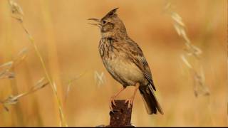 Kuifleeuwerik  Galerida cristata  Crested Lark [upl. by Nahtanaj]