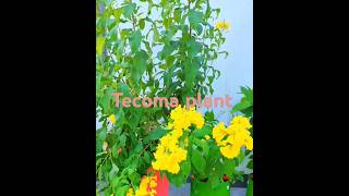 Tecoma plant tecoma ticoma gardening plants flowerplants garden plant [upl. by Hong]