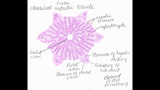 Learn to make histological diagram of Liver [upl. by Ahsiemat838]