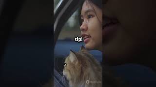 What If You Had a Cat as Your Taxi Driver Tomorrow [upl. by Ynattirb844]