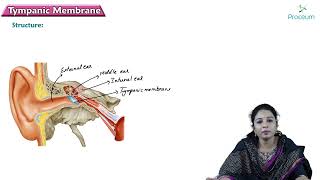 Tympanic membrane  Head and Neck Anatomy  MBBS Lecture [upl. by Ydnac331]