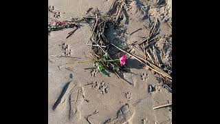 Broughty Ferry Beach October 2024 [upl. by Asecnarf]