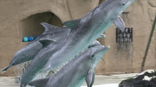 Dolfijnenshow  Delphin Show  Dolphin show  ZOO Duisburg Delfinarium 2016 [upl. by Lourie]