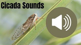 Cicada Sounds Copyright Free  Multiple Cicada Sound Effects in One Video [upl. by Orrin408]