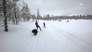 Mad TjurCapercaillieWood Grouse attacks skiing kids in Norway [upl. by Nnylhtak289]