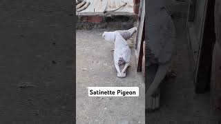 Satinette Pigeon fancypigeon kabootar shorts pigeon video attitude vlog trending petsvlog [upl. by Nilloc407]