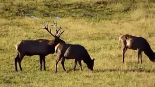 Wild Elk Rut Elk County PA October 2016 [upl. by Finkelstein]