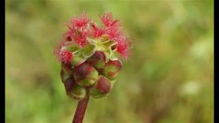 Sanguisorba minor the salad burnet garden burnet small burnet or burnet [upl. by Hafinah622]