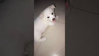 Tuffy itna kiyu bhok rha hai shorts dog puppy puppyfood minivlog youtubeshorts love [upl. by Htebazila]