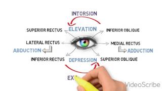 EXTRAOCULAR MOTILITY TEST BINOCULAR VISION [upl. by Suivatnod761]