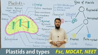 Plastids structure and function  plastids  chloroplast  class 11 [upl. by Neibart977]