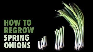 How to regrow Spring Onions in water [upl. by Charie]