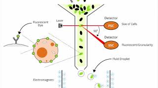 Basic introduction to Flow Cytometry [upl. by Yenattirb884]