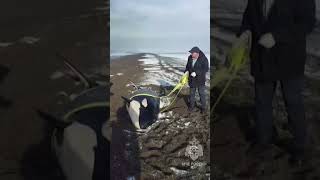 Russian rescuers return beached killer whale to sea [upl. by Jarvey]