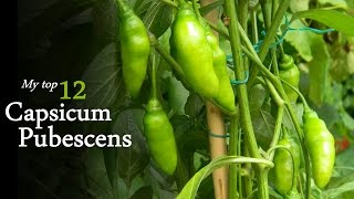 My favorite 12 species of Capsicum Pubescens HD  Chilli Regulus [upl. by Dauf887]