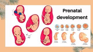 Prenatal development  Stages of prenatal development [upl. by Seaman]