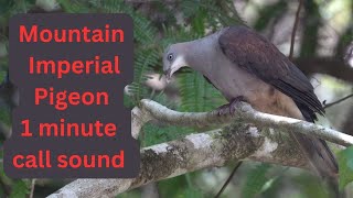 Mountain Imperial Pigeon [upl. by Hera]