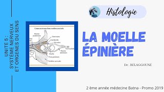 Moelle Épinière Histologie [upl. by Devine656]