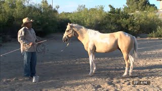 Doma e instrucción de caballos en Candela Coahuila  Reportajes de Alvarado [upl. by Airahs]