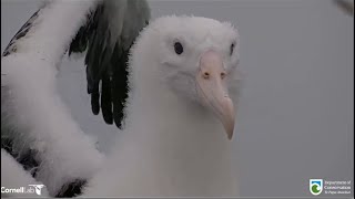 Royal Albatross Top Flat Chick At 167 Days Old Exercising His Wings amp Preening Beautiful Closeups [upl. by Krute312]