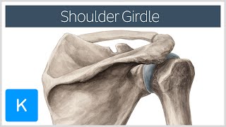 Shoulder Pectoral Girdle  Muscles and Movements  Human Anatomy  Kenhub [upl. by Vashti]