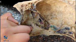 sagittal section of equine skull  2nd yearveterinary anatomy [upl. by Rosaleen756]