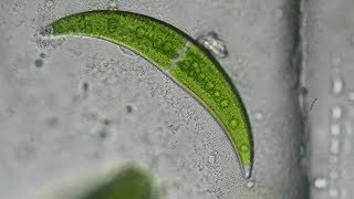 Crescent Shaped Algae Closterium moniliferum [upl. by Maggi]