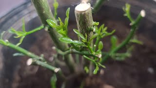 Kaffir Lime Citrus Tree Khmer Gardening Amazing Results From Scale Bugs Insects Infested Damaged [upl. by Snodgrass]