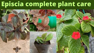 Episcia plant  episcia plant care tamil  easy growing hanging plants  beautiful indoor plants [upl. by Alcot515]