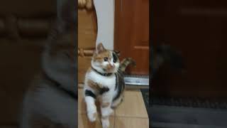 Kica cute cat kitten animals catlover pets [upl. by Gilberte]