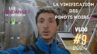 Vlog vigneron 9  changement de stratégie pour la vinification des Pinots Noirs  vendanges 2024 [upl. by Perceval845]