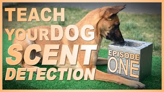 How to Teach Your Dog Scent Detection Episode 1 [upl. by Hoashis]