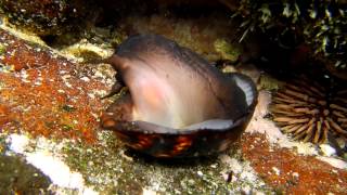 Cowry Shell Flipping Over [upl. by Ayian]